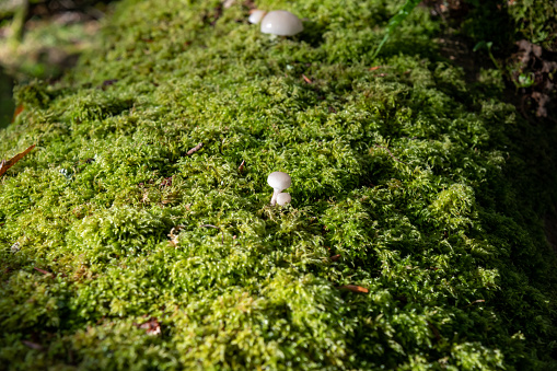 Very small Porcelain mushrooms growing on beech trees