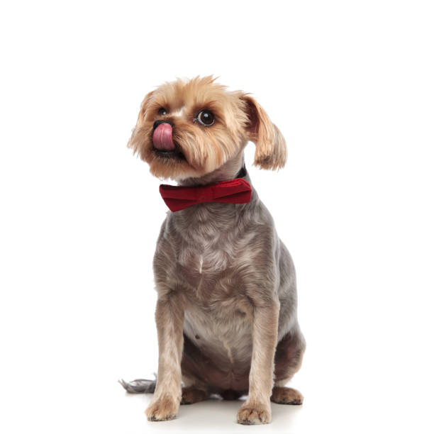 istock adorable yorkshire terrier licking nose on white background 1182426355