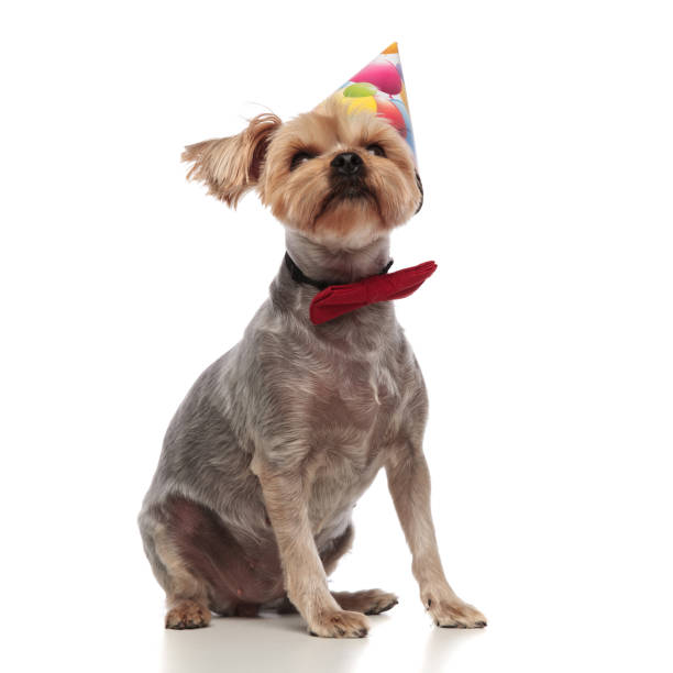 istock yorkshire terrier wearing birthday hat and looking up 1182426364