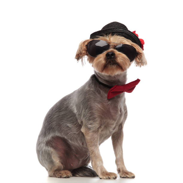 istock cute yorkshire terrier wearing hat, sunglasses and bowtie 1182426390