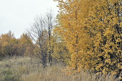 autumn landscape with yellow leaves on the trees