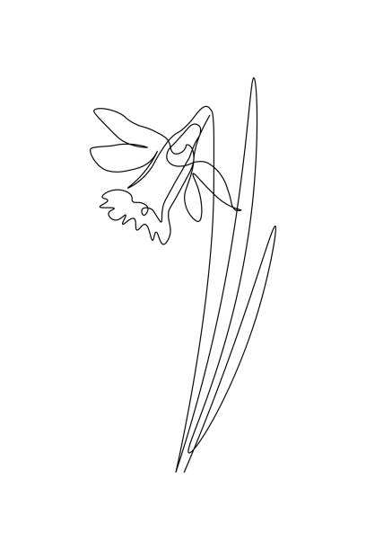 ilustraciones, imágenes clip art, dibujos animados e iconos de stock de flor de narciso - beauty in nature beauty black flower head