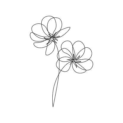 Cosmos flowers in continuous line drawing style. Black line sketch on white background. Vector illustration