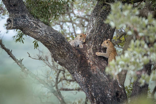 istock Leopard in Kruger National park, South Africa 1182426813