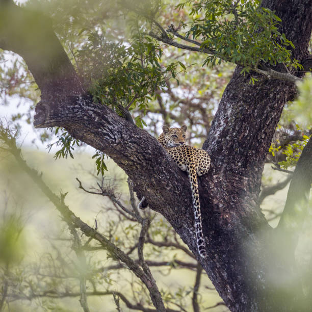 istock Leopard in Kruger National park, South Africa 1182427448