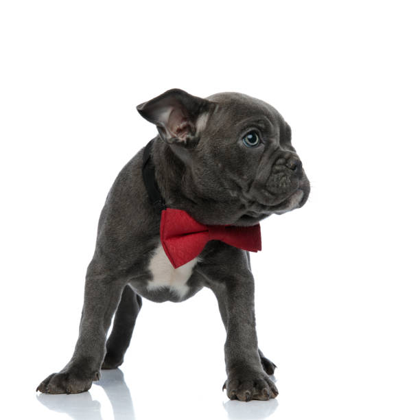 istock adorable american bully wearing red bow tie on white background 1182427456