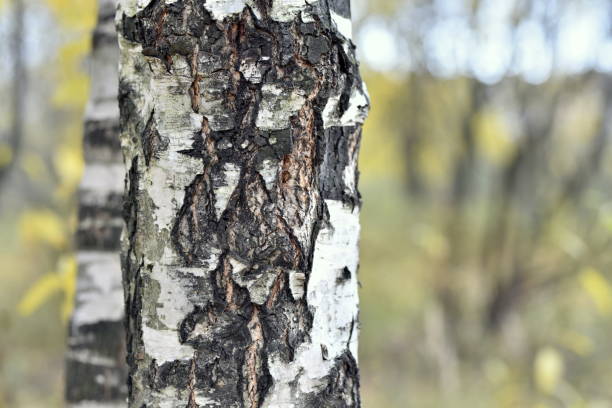 istock tree bark textured and colorful in autumn 1182427849