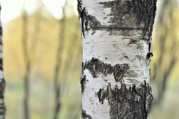 istock tree bark textured and colorful in autumn 1182427854