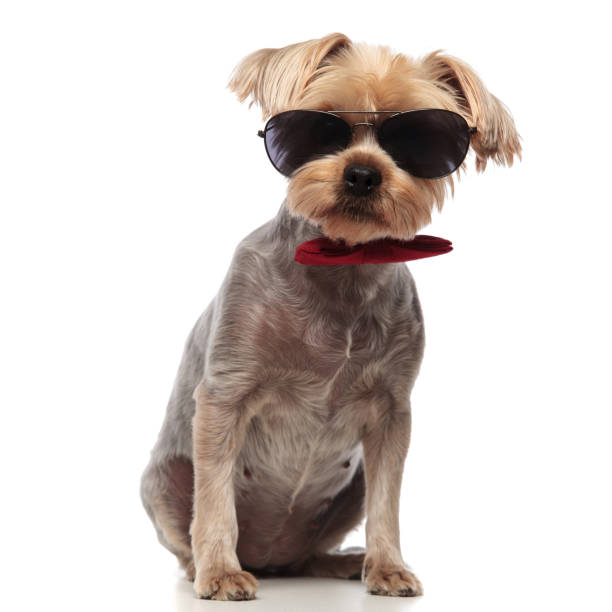 istock cute yorkshire terrier wearing sunglasses and bowtie 1182428060
