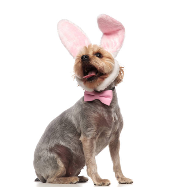 istock excited yorkshire terrier wearing pink bow and rabbit ears 1182428250