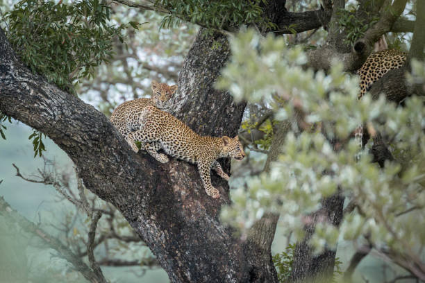 istock Leopard in Kruger National park, South Africa 1182428340