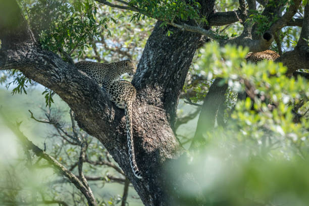istock Leopard in Kruger National park, South Africa 1182429150