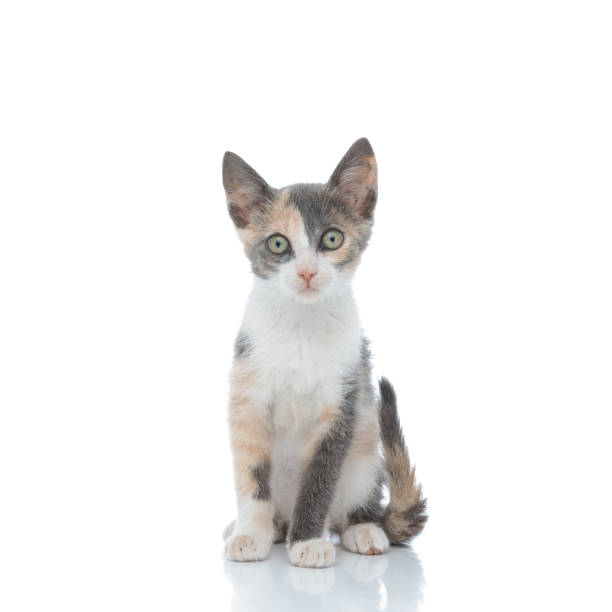 istock Adorable domestic cat looking forward 1182429257