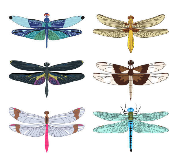 Dragonfly icons set in flat style isolated on white background. Dragonfly icons set in flat style isolated on white background. Vector illustration. dragonfly tattoo stock illustrations