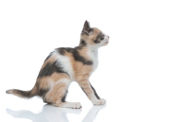 istock Side view of a scared domestic cat looking forward 1182429906