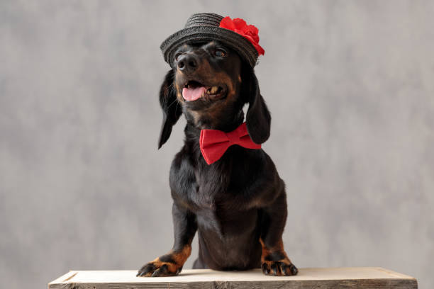 istock teckel puppy dog with hat and red bowtie panting 1182432082