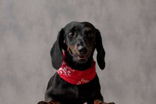 istock dachshund dog lying down and looking away thoughtful 1182432597