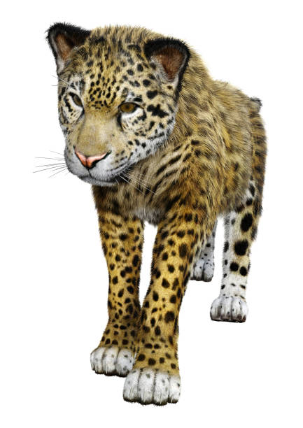 istock 3D illustration big cat jaguar on white 1182438034