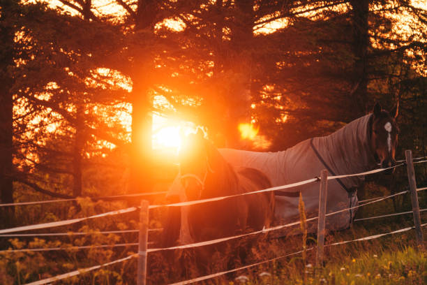 Horses in the pasture, sunset in background. Lofoten, Norway