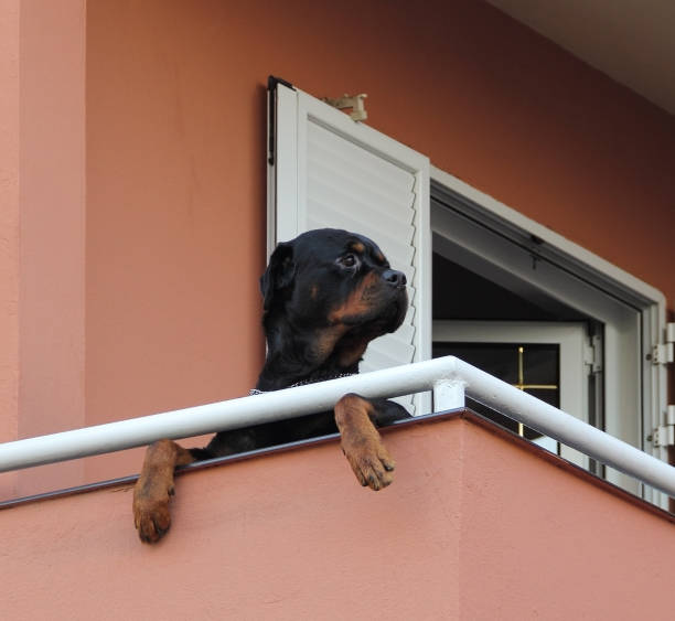 istock Black Rottweiler on pink terrace looking 1182439795