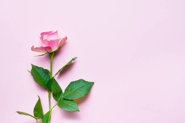 istock Pink rose flower on pink background. Copy space, flat lay. Greeting card 1182439901