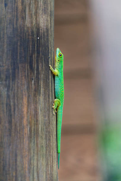 istock Seychelles green gecko close up 1182440056