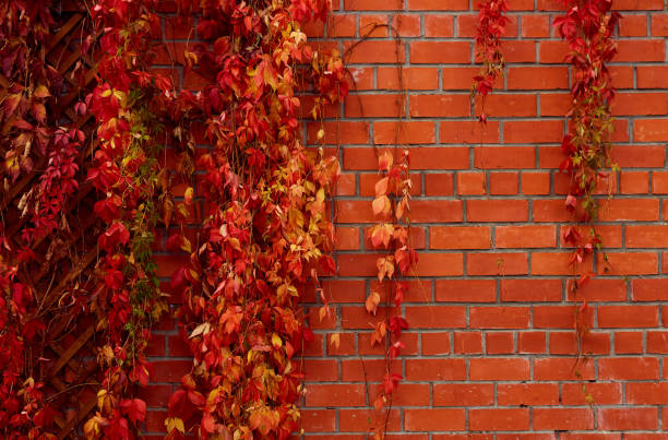 istock Autumn Leaves of Creeper Plants on Brick Wall 1182440655