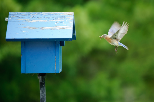 A female Eastern Bluebird brings a tasty treat to her babies waiting in the nest.