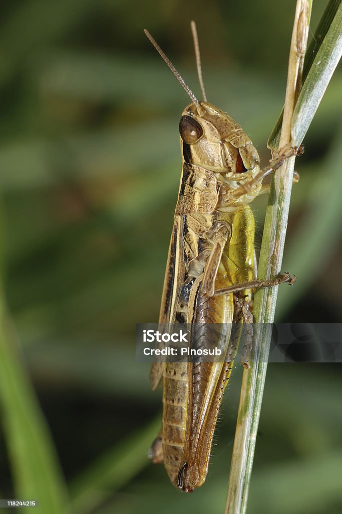 cavalletta - Foto stock royalty-free di Agricoltura