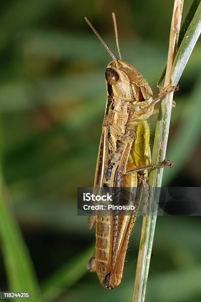 Cavalletta - Fotografie stock e altre immagini di Agricoltura - Agricoltura, Ambientazione esterna, Ambiente