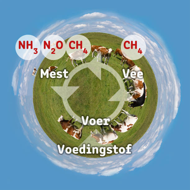 istock Nitrogen cattle greenhouse gas pollution circle (dutch version) 1182442230