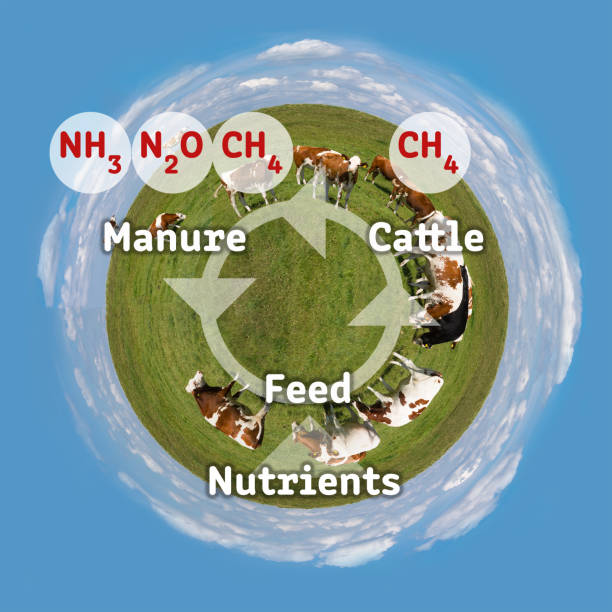 Nitrogen cattle greenhouse gas pollution circle