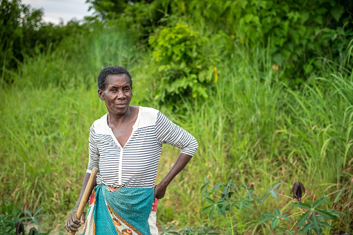 portrait of african senior farmer woman standingl on cassava plantation