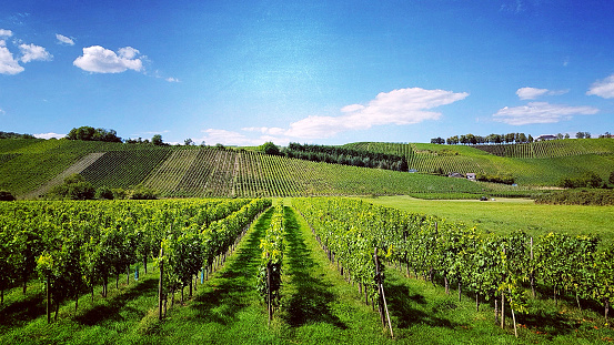 Vineyards in Luxembourg in Europe