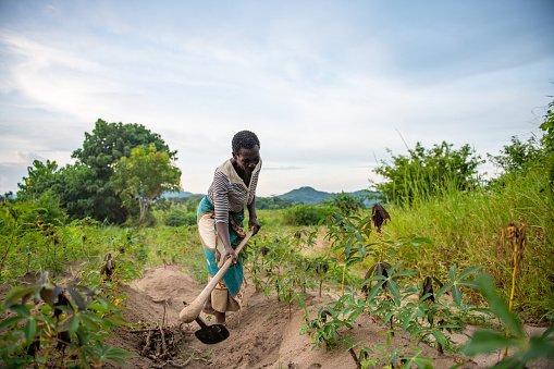 african senior farmer woman picking soil on cassava plantation