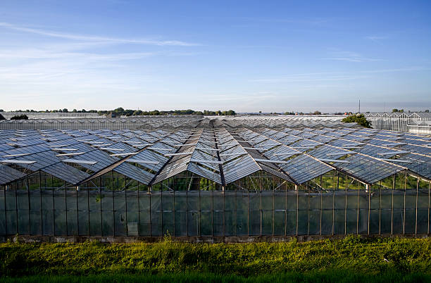 istock Greenhouses in the Netherlands 118244696