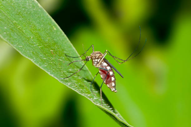 istock Close up shot of a mosquito on a leaf 1182447372