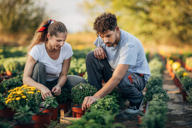 istock Nursery flowers in the garden 1182447416