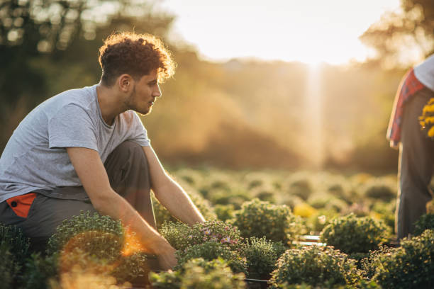 istock Nursery flowers in the garden 1182447584