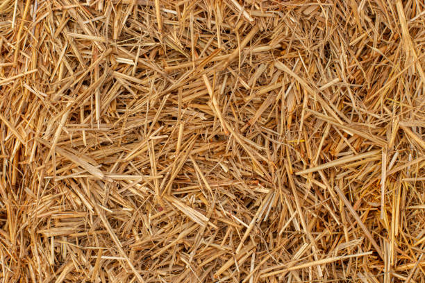 texture dello sfondo di paglia di fieno secco giallo. piante di cereali secchi, agricoltura rurale agricola. - straw foto e immagini stock