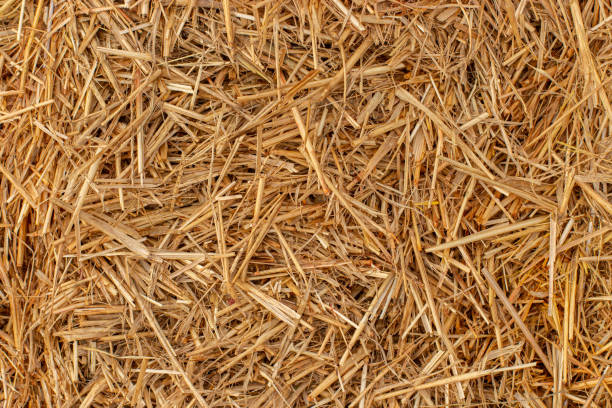 yellow dry hay straw backdrop texture. dry cereal plants, farm rural agricultural. - nobody nature fragility close up imagens e fotografias de stock