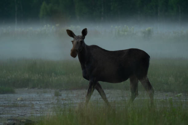 istock Cow moose crossing muddy terrain 1182448705