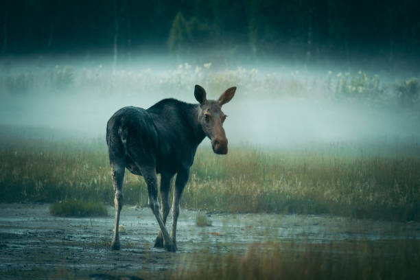 Cow moose crossing muddy terrain Cow moose crossing muddy terrain, fog on background. Rago National Park, Norway cow moose stock pictures, royalty-free photos & images