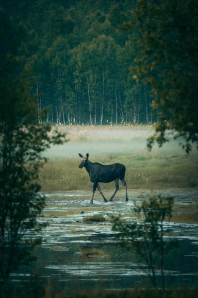 istock Cow moose crossing muddy terrain 1182448924