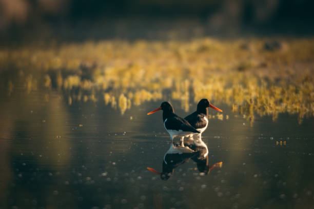 Eurasian oystercatcher (Haematopus ostralegus). Rago National Park, Norway