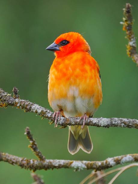 istock Red Fody bird over green background 1182450834