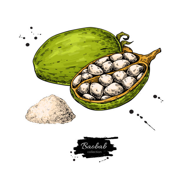 baobab wektor superfood rysunek. ekologiczna zdrowa żywność szkic dowcip - baobab fruit stock illustrations