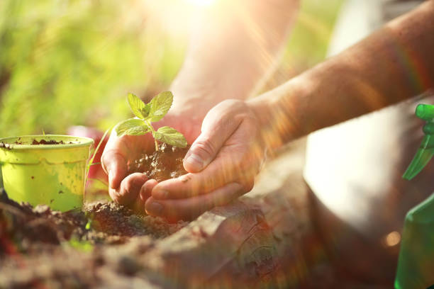 istock Small sprout for landing in the ground in hands 1182450965