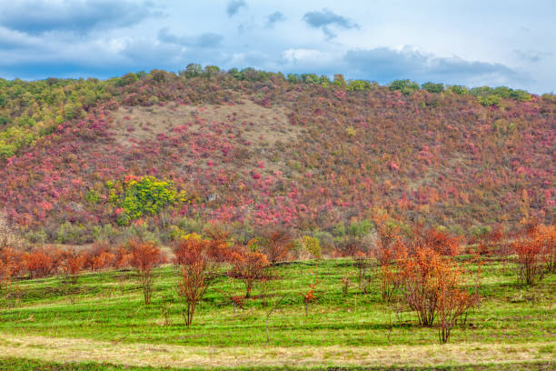 istock red bushes on the green hill 1182452171