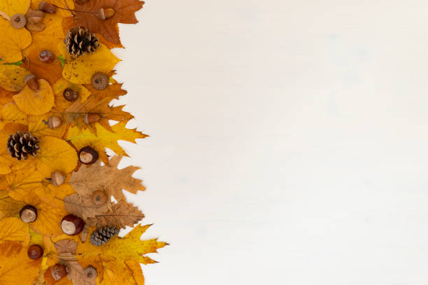 istock Colorful autumn leaves collection on white background 1182452391